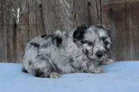 Eli (toy), a male Miniature Aussiedoodle for sale in Weir, MS – Photo 3 of 3