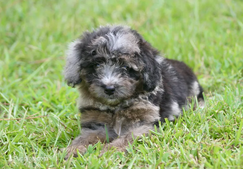 Aspen (toy) – Miniature Aussiedoodle puppy for sale in Weir, MS