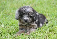 Aspen (toy), a male Miniature Aussiedoodle for sale in Weir, MS – 1 of 3