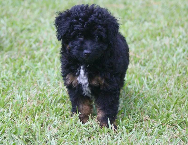 Kendall (toy) – Miniature Aussiedoodle puppy for sale in Weir, MS