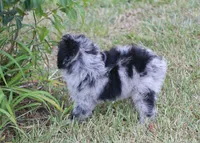 Chrissy (Toy), a female Miniature Aussiedoodle for sale in Weir, MS – 6 of 9