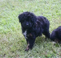 Kendall (toy), a male Miniature Aussiedoodle for sale in Weir, MS – 2 of 6