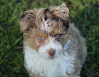 Max (f1b) Toy, a male Miniature Aussiedoodle for sale in Weir, MS – 2 of 4