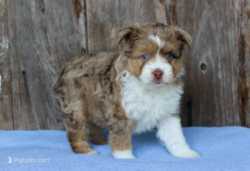 Max (f1b) – Miniature Aussiedoodle puppy for sale in Weir, MS