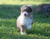 Max (f1b) Toy, a male Miniature Aussiedoodle for sale in Weir, MS – 3 of 4