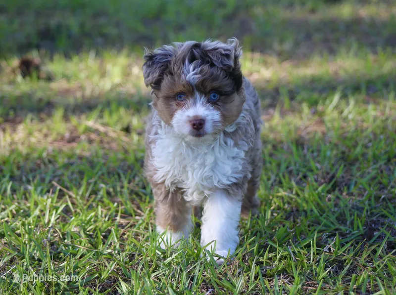 Max (f1b) Toy – Miniature Aussiedoodle puppy for sale in Weir, MS