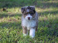 Max (f1b) Toy, a male Miniature Aussiedoodle for sale in Weir, MS – 1 of 4