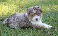 Max (f1b) Toy, a male Miniature Aussiedoodle for sale in Weir, MS – 4 of 4