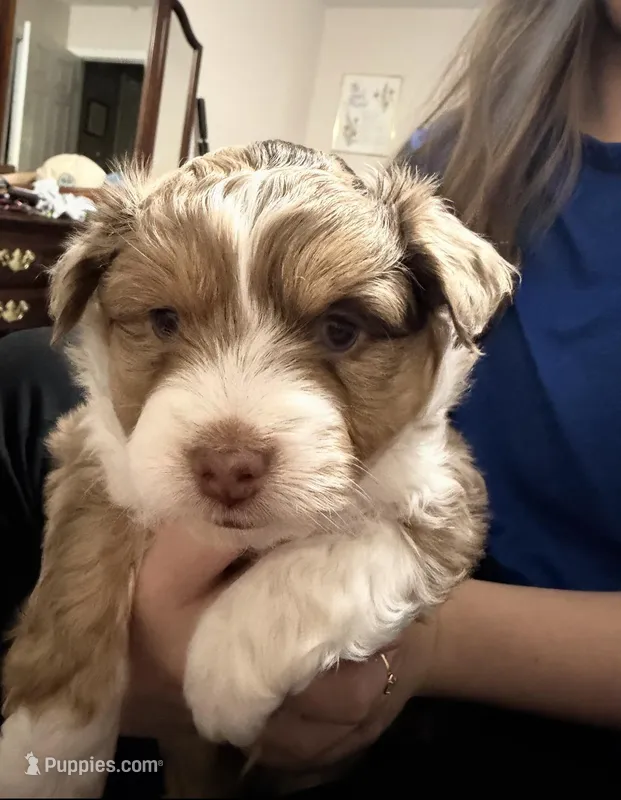 Max (f1b) – Miniature Aussiedoodle puppy for sale in Weir, MS
