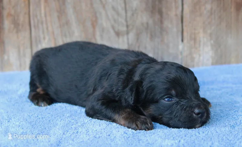 Kendall (toy) – Miniature Aussiedoodle puppy for sale in Weir, MS
