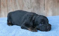 Kendall (toy), a male Miniature Aussiedoodle for sale in Weir, MS – 1 of 1