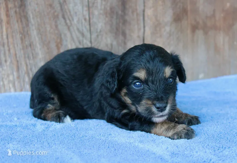 Clint (Toy) – Miniature Aussiedoodle puppy for sale in Weir, MS