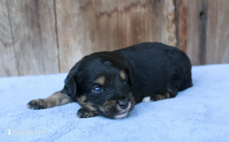 Clint (Toy) – Miniature Aussiedoodle puppy for sale in Weir, MS