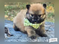 Orangy B, a male Pomeranian for sale in Lebanon, MO – 2 of 5