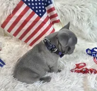 Goose, a male Frenchton for sale in Lebanon, MO – 3 of 4