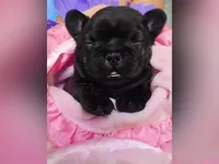 BBG, a female French Bulldog for sale in Lebanon, MO – 3 of 6