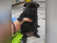 BBG, a female French Bulldog for sale in Lebanon, MO – 5 of 6