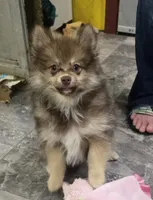 Luigi , a male Pomeranian for sale in Lebanon, MO – 4 of 8