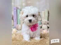 Dolly, a female Havapoo for sale in Lebanon, MO – 1 of 4