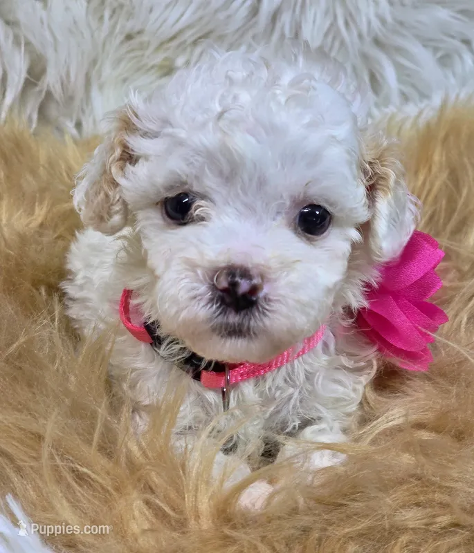 Kitty  – Havapoo puppy for sale in Lebanon, MO