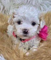 Kitty , a female Havapoo for sale in Lebanon, MO – 1 of 3