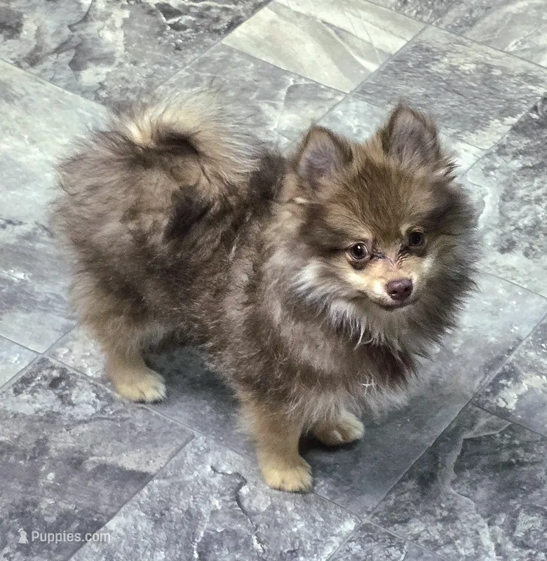Luigi  – Pomeranian puppy for sale in Lebanon, MO