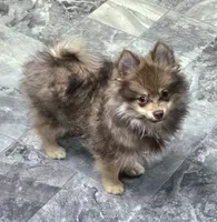 Luigi , a male Pomeranian for sale in Lebanon, MO – 1 of 8
