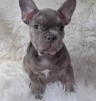 Rider, a male Frenchton for sale in Lebanon, MO – 2 of 2