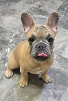 Tigger, a male French Bulldog for sale in Lebanon, MO – 3 of 9