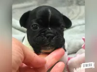 Moonita, a female French Bulldog for sale in Lebanon, MO – 2 of 6