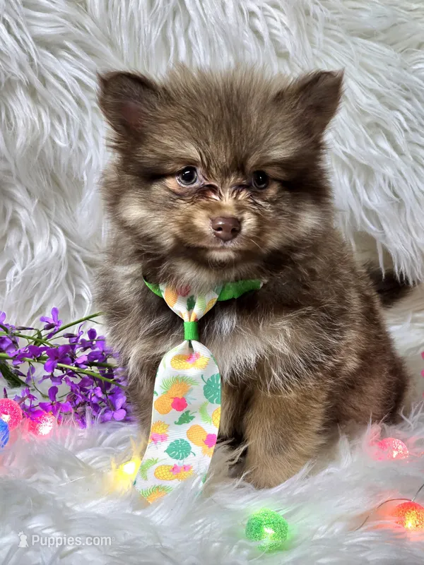 Luigi  – Pomeranian puppy for sale in Lebanon, MO