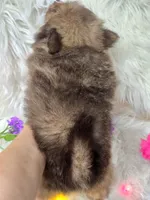 Luigi , a male Pomeranian for sale in Lebanon, MO – Photo 2 of 3