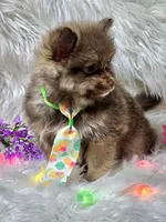 Luigi , a male Pomeranian for sale in Lebanon, MO – Photo 3 of 3