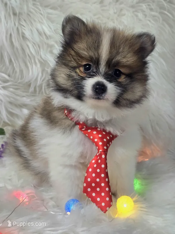 Luther – Pomeranian puppy for sale in Lebanon, MO