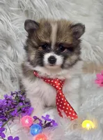 Luther, a male Pomeranian for sale in Lebanon, MO – Photo 2 of 5