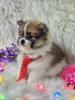 Luther, a male Pomeranian for sale in Lebanon, MO – Photo 5 of 5