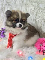 Luther, a male Pomeranian for sale in Lebanon, MO – Photo 4 of 5