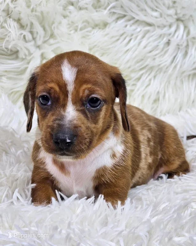 Butters – Miniature Dachshund puppy for sale in Lebanon, MO