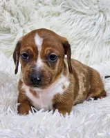 Butters, a male Miniature Dachshund for sale in Lebanon, MO – 1 of 2