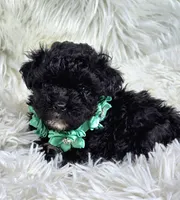 Loli, a female Havapoo for sale in Lebanon, MO – 2 of 3