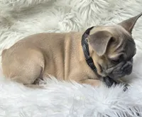 Tigger, a male French Bulldog for sale in Lebanon, MO – 4 of 5