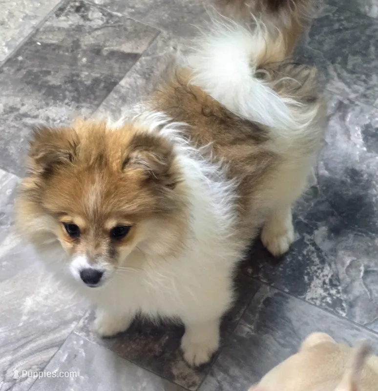 Levi – Pomeranian puppy for sale in Lebanon, MO