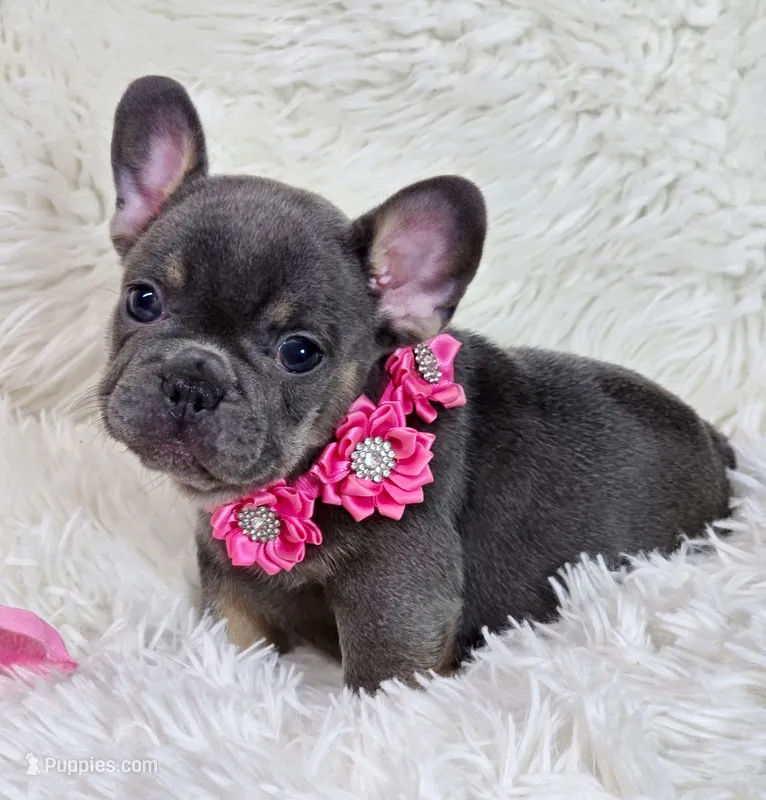 Gracie  – French Bulldog puppy for sale in Lebanon, MO
