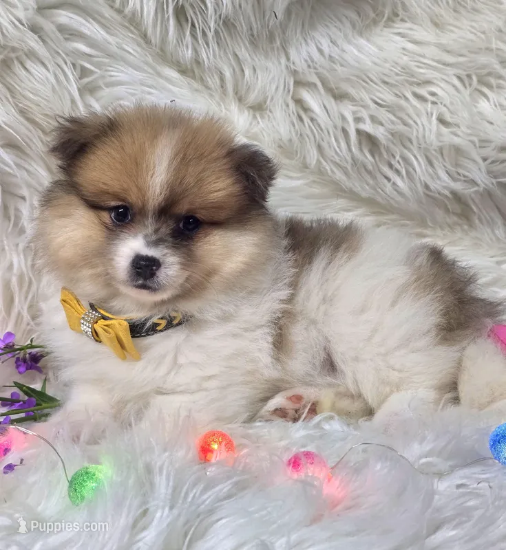 Levi – Pomeranian puppy for sale in Lebanon, MO