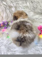 Levi, a male Pomeranian for sale in Lebanon, MO – Photo 3 of 3