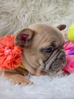 Sunny, a female French Bulldog for sale in Lebanon, MO – Photo 5 of 7