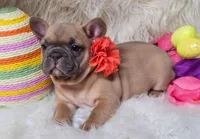 Sunny, a female French Bulldog for sale in Lebanon, MO – Photo 2 of 7