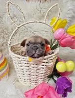 Sunny, a female French Bulldog for sale in Lebanon, MO – Photo 2 of 4