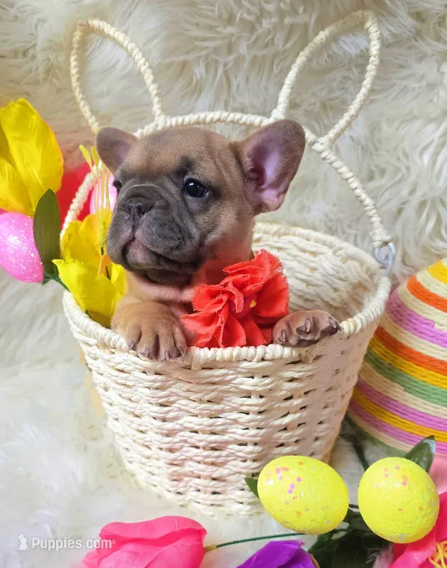 Sunny – French Bulldog puppy for sale in Lebanon, MO