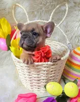 Sunny, a female French Bulldog for sale in Lebanon, MO – Photo 3 of 7